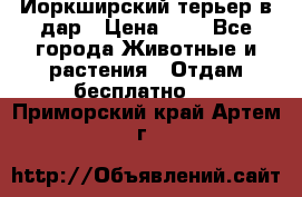 Йоркширский терьер в дар › Цена ­ 1 - Все города Животные и растения » Отдам бесплатно   . Приморский край,Артем г.